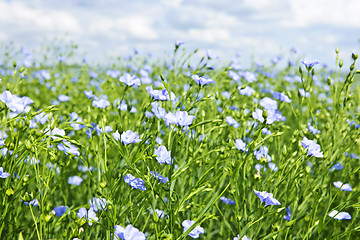 Image showing Blooming flax field