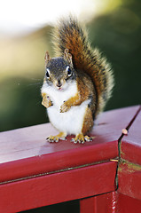 Image showing Red squirrel on railing