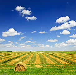 Image showing Wheat farm field at harvest