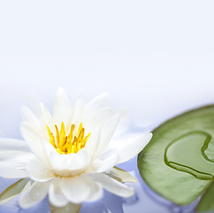 Image showing Lotus flower