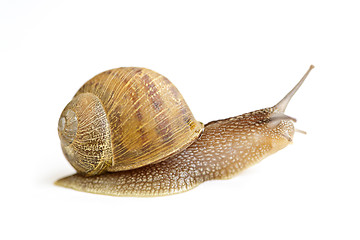 Image showing Snail crawling forward