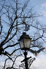 Image showing Birds by Lamp