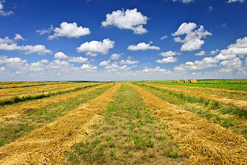 Image showing Wheat farm field at harvest