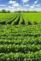 Image showing Rows of soy plants in a field