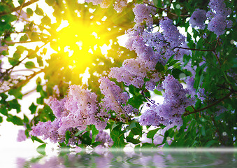 Image showing Branches of lilac