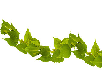 Image showing Birch branch on a white background