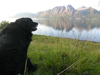 Image showing Dog and fjord