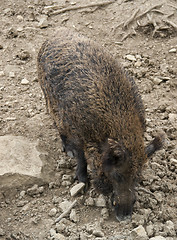 Image showing wild boar in stony back