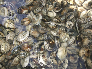 Image showing small mussels in wet ambiance