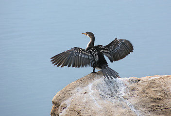 Image showing African Darter in Uganda