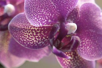 Image showing violet orchid closeup