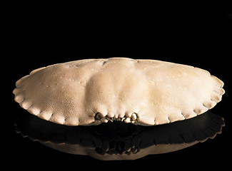 Image showing crab carapace