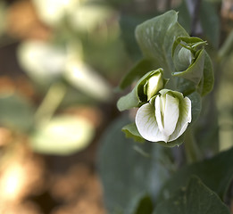 Image showing pea flower