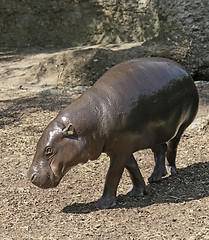 Image showing Pygmy Hippopotamus