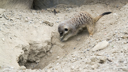 Image showing digging Meerkat