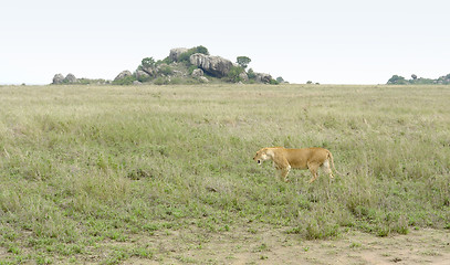 Image showing Lion in the Serengeti