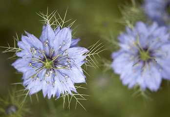 Image showing nigella damascena flowers