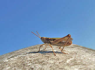 Image showing grasshopper in blue sky