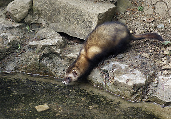 Image showing waterside Ferret in stony ambiance