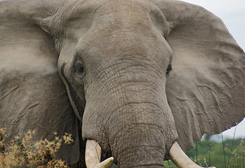 Image showing detail of a Elephant