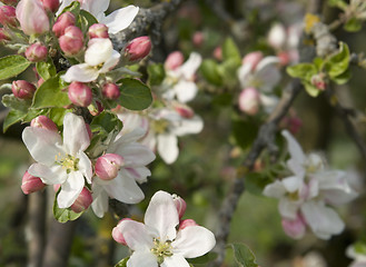 Image showing apple blossoms detail