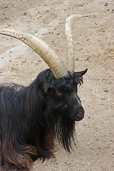 Image showing Valais Blackneck portrait