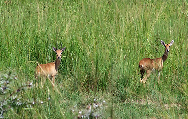 Image showing Uganda Kobs in high grassy ambiance