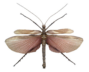 Image showing exotic male grasshopper