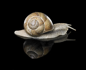 Image showing Grapevine snail on black