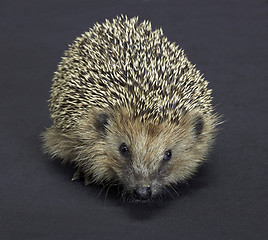 Image showing hedgehog portrait in dark back