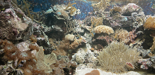 Image showing Coral reef