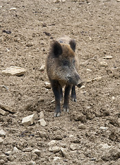 Image showing wild boar on earthy ground