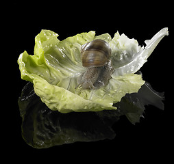 Image showing Grapevine snail on green lettuce leaf