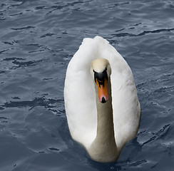 Image showing white swan in blue water