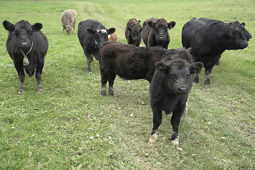 Image showing dark cows out at fed