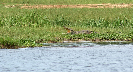 Image showing Nile crocodile with open mouth