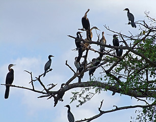 Image showing african birds on treetop