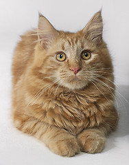 Image showing Maine Coon kitten portrait