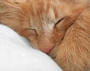 Image showing sleeping cat portrait