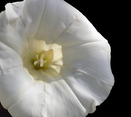 Image showing white bindweed flower in black back