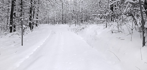 Image showing winter forest