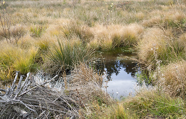 Image showing swamp