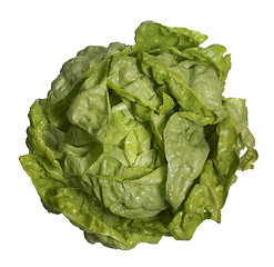 Image showing fresh head of lettuce