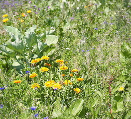 Image showing flowering meadow detail