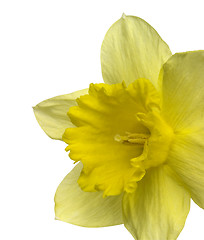 Image showing yellow daffodil detail