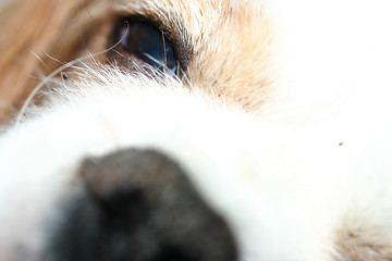 Image showing Dogs Face