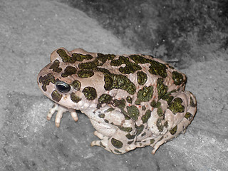 Image showing European Green Toad