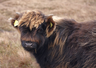 Image showing dark brown Highland cattle portrait