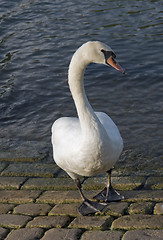 Image showing swan riverside