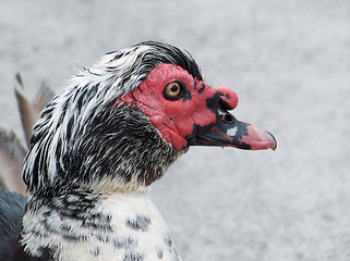 Image showing duck portrait